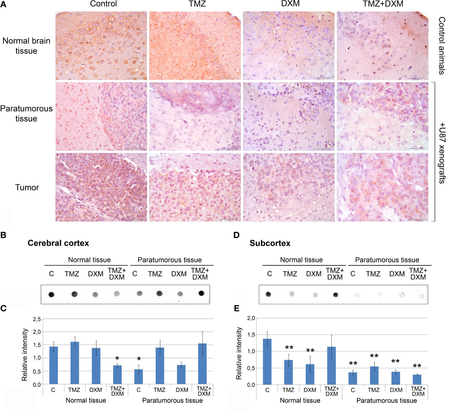 taxol taxic levels in thebrain