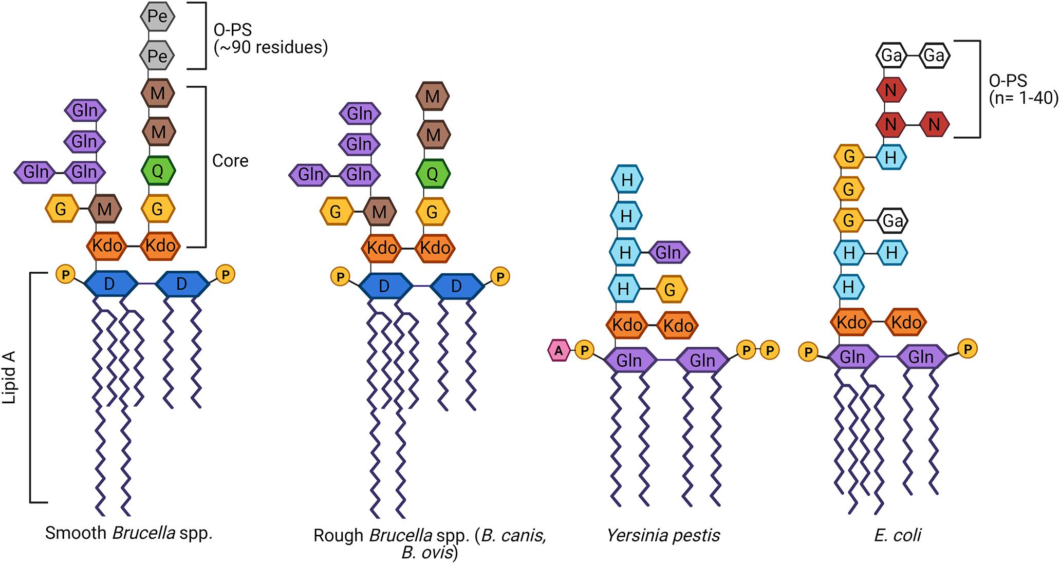 Cell and Tissue Tropism of Brucella spp.