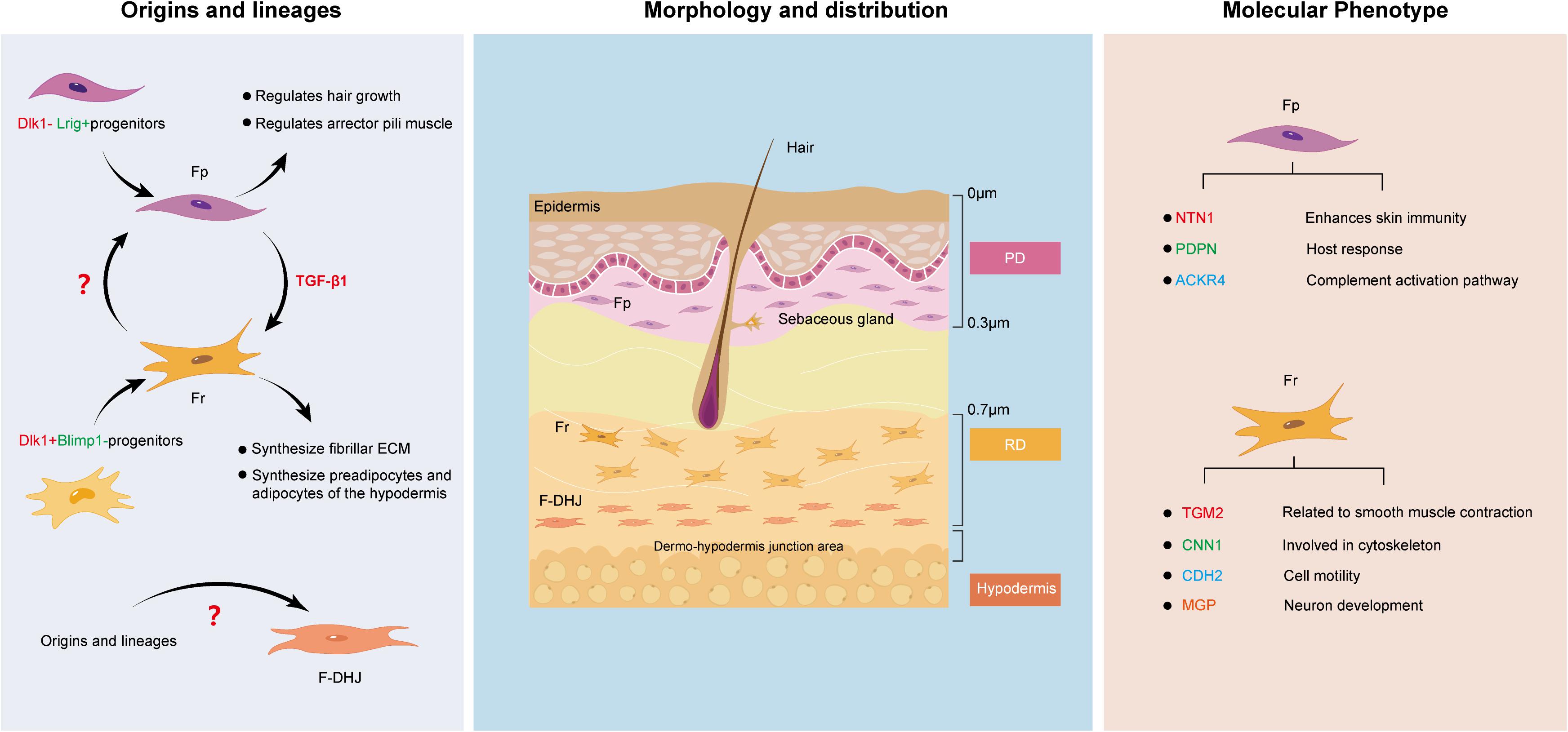 Human skin reconstitution in the cell-sorted skin equivalent (CeSSE)