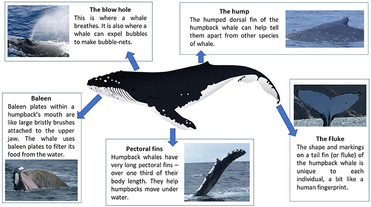 Figure 1 - Humpback whales are large baleen whales with a few characteristics that make them stand out from other whales, such as their humped dorsal fin and their large pectoral fins.