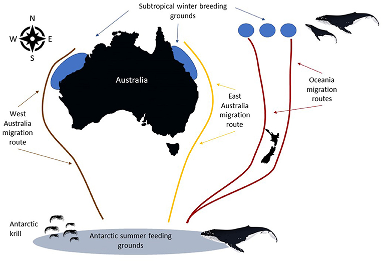 Figure 2 - The migration pathways or “humpback highways” of Australian and Oceania humpback whale populations.