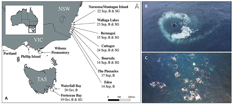 Figure 3 - (A) Locations of humpback whale bubble-net feeding (B) and super-groups (SG) observations off east Australia in 2020 (Figure credit: Pirotta et al. 2021 [2]).