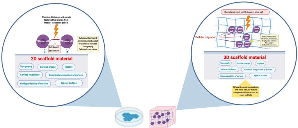 Frontiers  Foreign Body Reaction to Implanted Biomaterials and