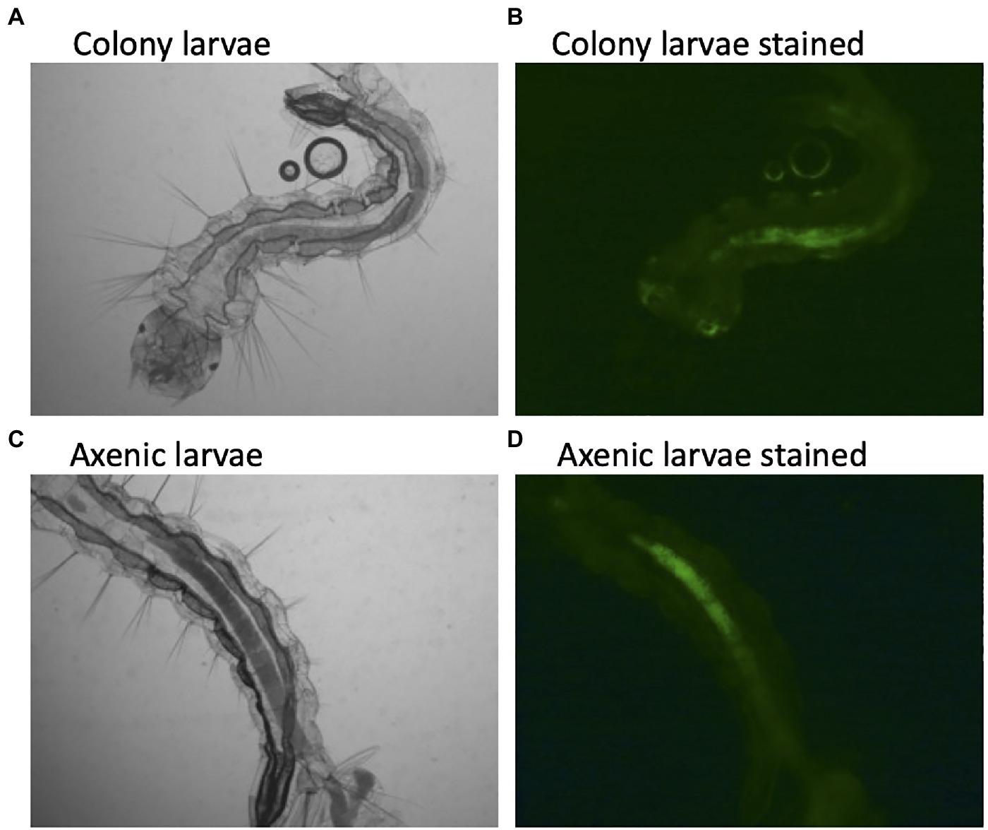 Frontiers  The Axenic and Gnotobiotic Mosquito: Emerging Models for  Microbiome Host Interactions