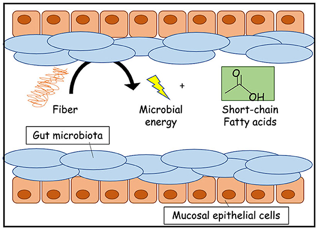 Figure 2 - Le microbiote intestinal nous aide à digérer les fibres alimentaires.