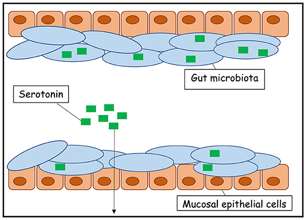 Figure 3 - Le microbiote intestinal peut influencer l’activité du cerveau.