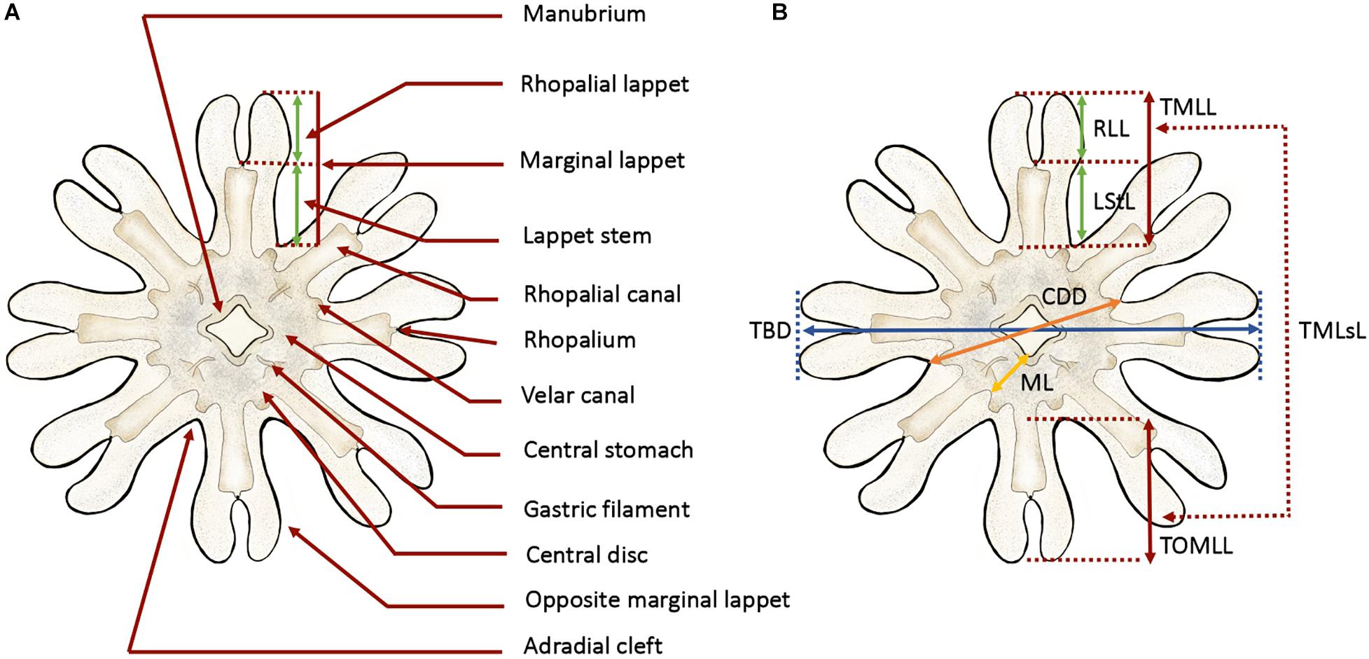 sea anemone labeled diagram