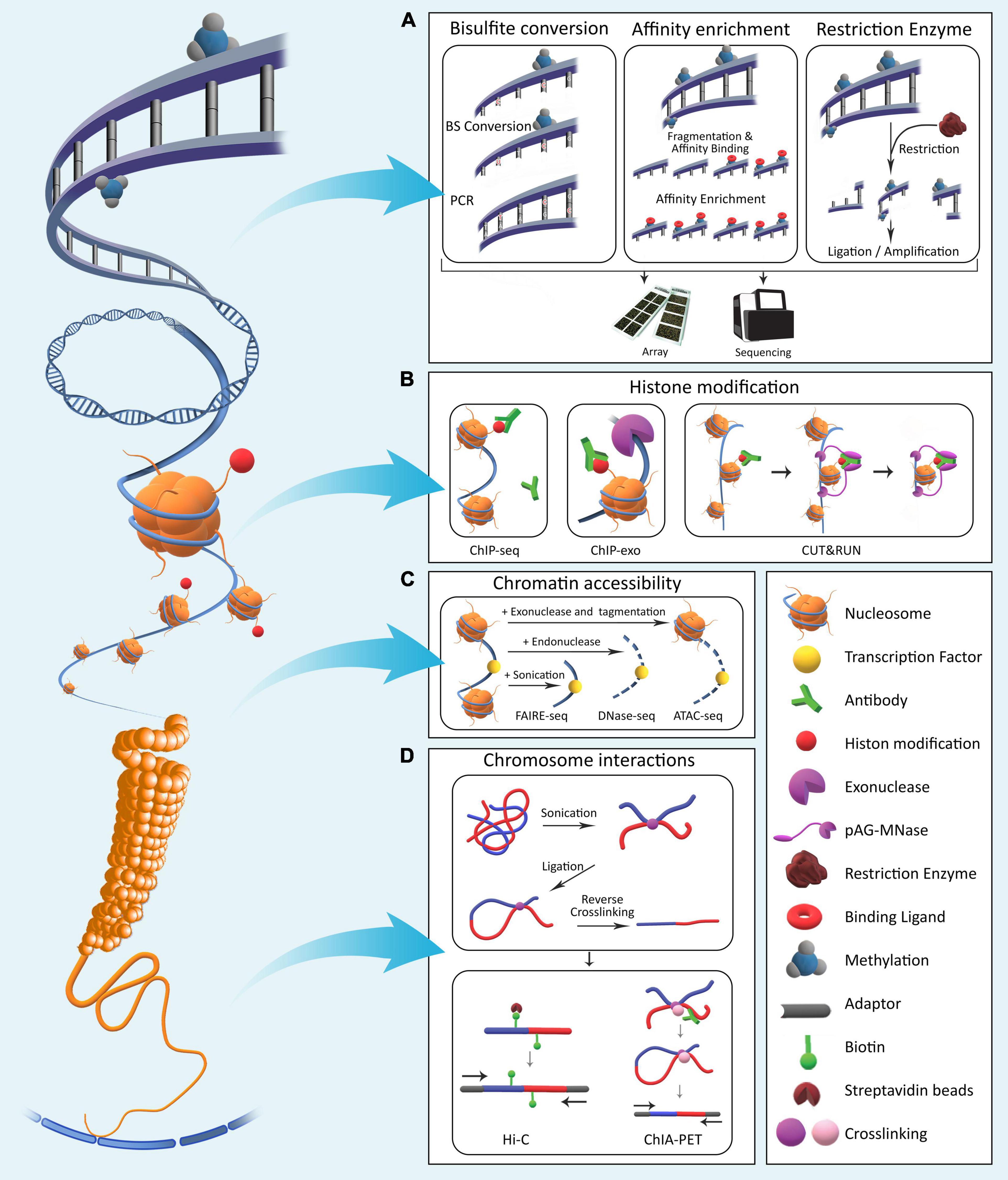 Single-Cell Epigenomics and Functional Fine-Mapping of