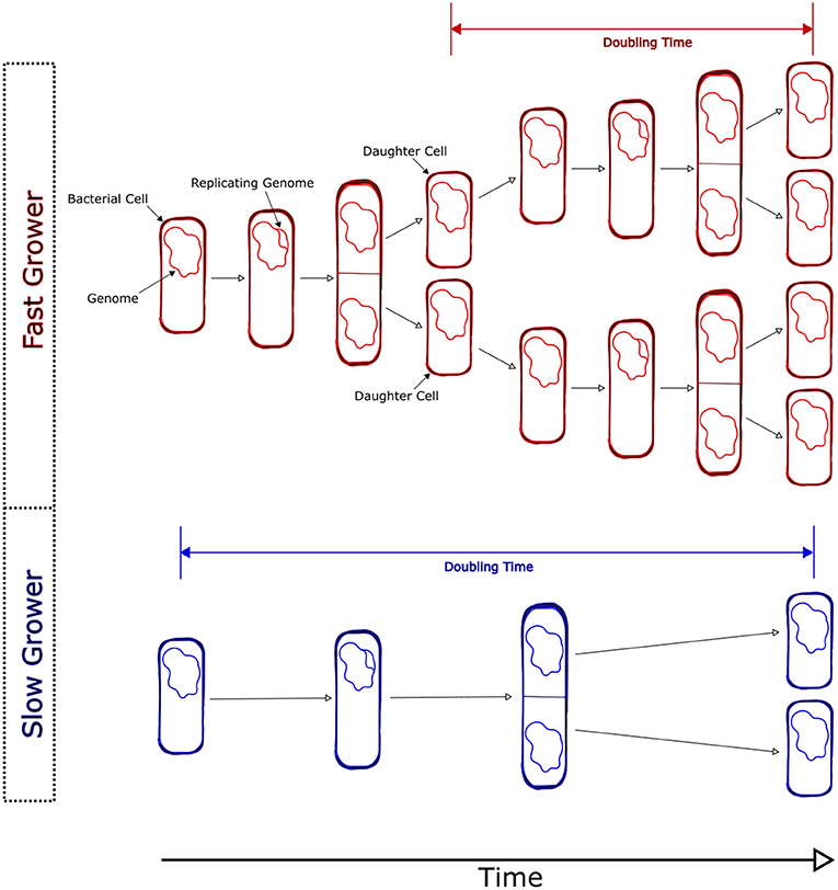 Figure 1 - Bacteria reproduce via binary fission.