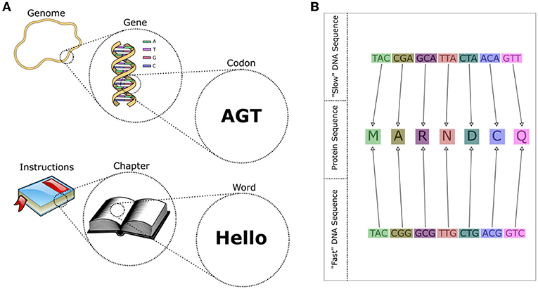 Figure 2 - (A) A genome can be thought of as an “instruction manual” to build a cell, with each gene being a “chapter,” and each codon a “word.” All codons are made up of three letters—all words in “DNA language” are three letters long.