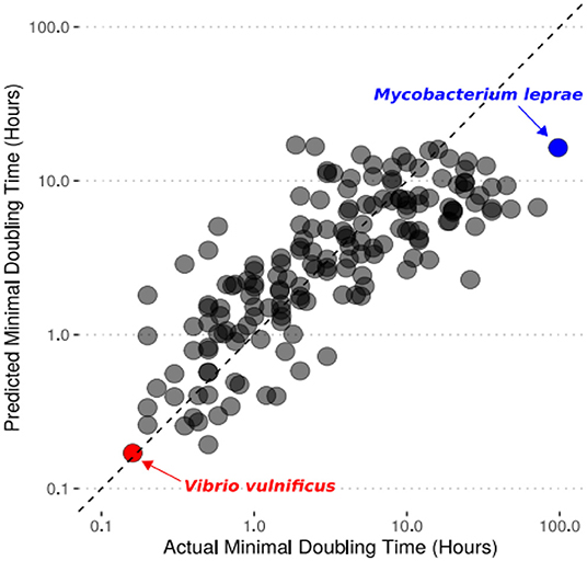 Figure 3 - Our computer model’s predictions for the doubling time of a species are similar to the actual minimal doubling times measured with lab experiments.