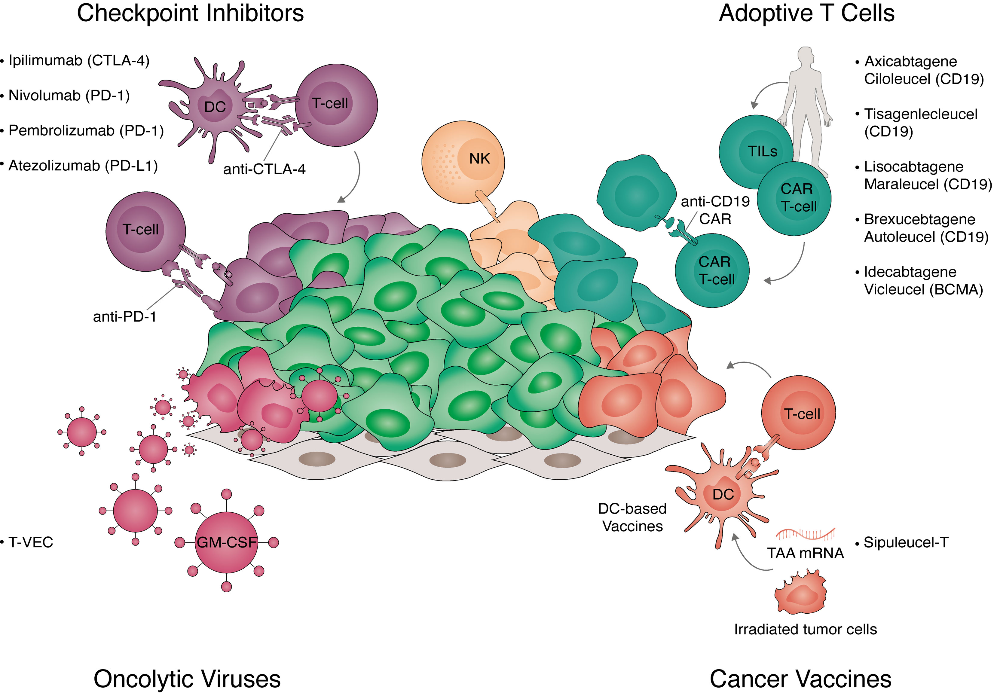 Frontiers Cell Fate Reprogramming In The Era Of Cancer Immunotherapy