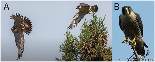 Figure 1 - (A) An American Peregrine Falcon pair in Yukon-Charley Rivers National Preserve, Alaska (photo credit: Sean Tevebaugh, NPS).