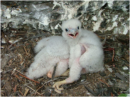 Figure 3 - Two American Peregrine Falcon nestlings in an eyrie along the upper Yukon River in Yukon-Charley Rivers National Preserve, Alaska (photo credit: Melanie Flamme, NPS).