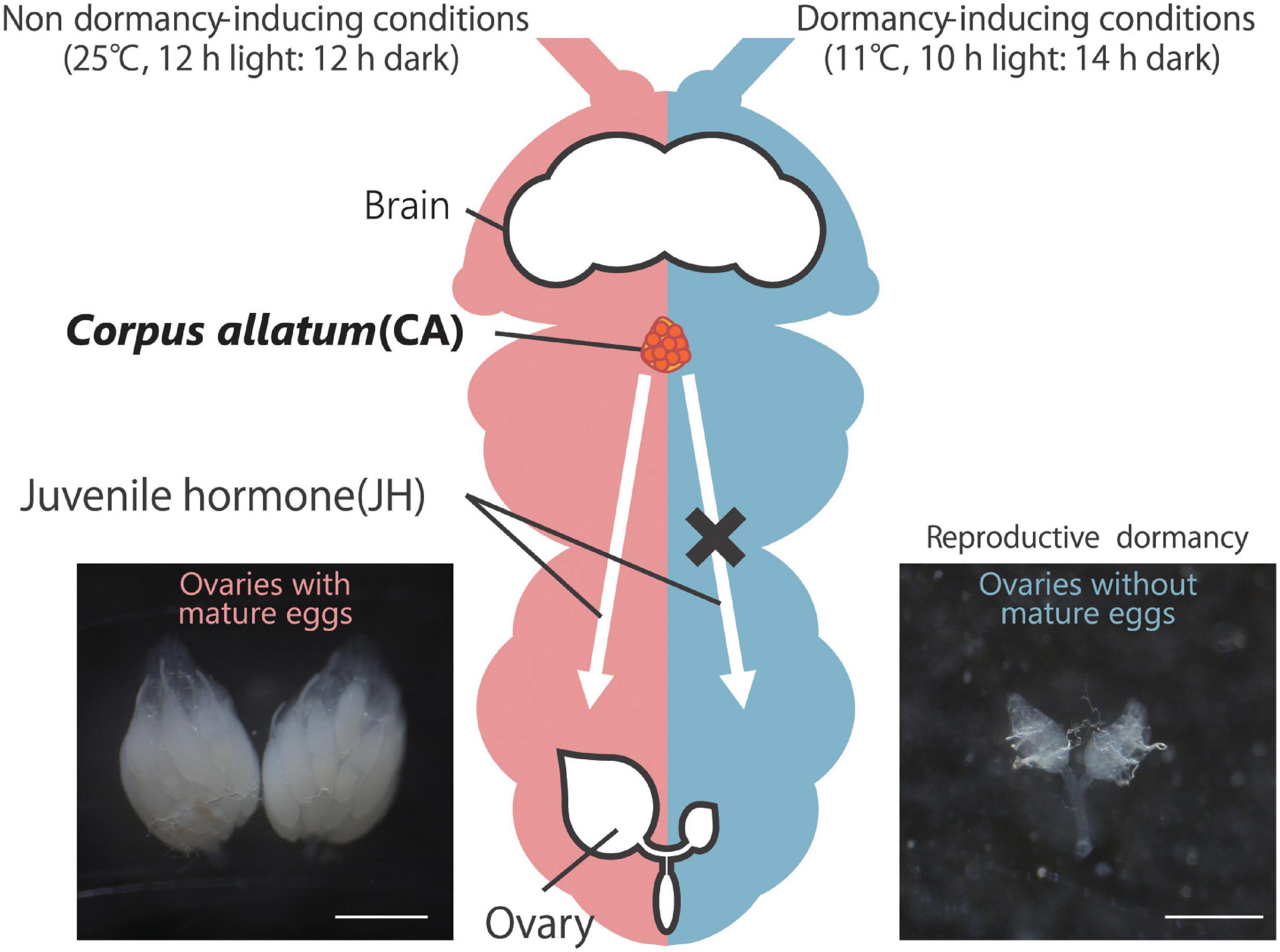 Frontiers Neuroendocrine Regulation Of Reproductive Dormancy In The Fruit Fly Drosophila