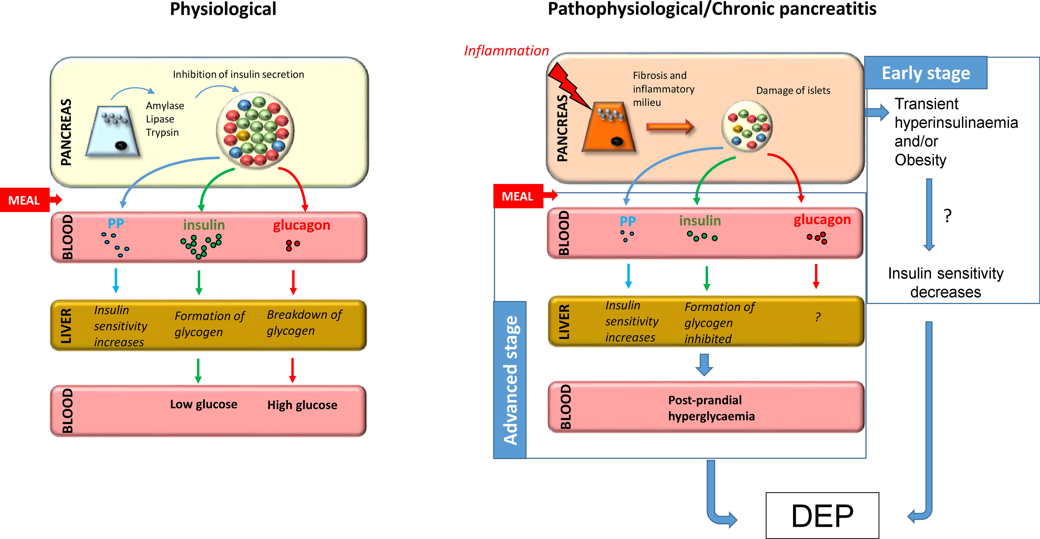 Chronic hyperglycemia and pancreatic dysfunction