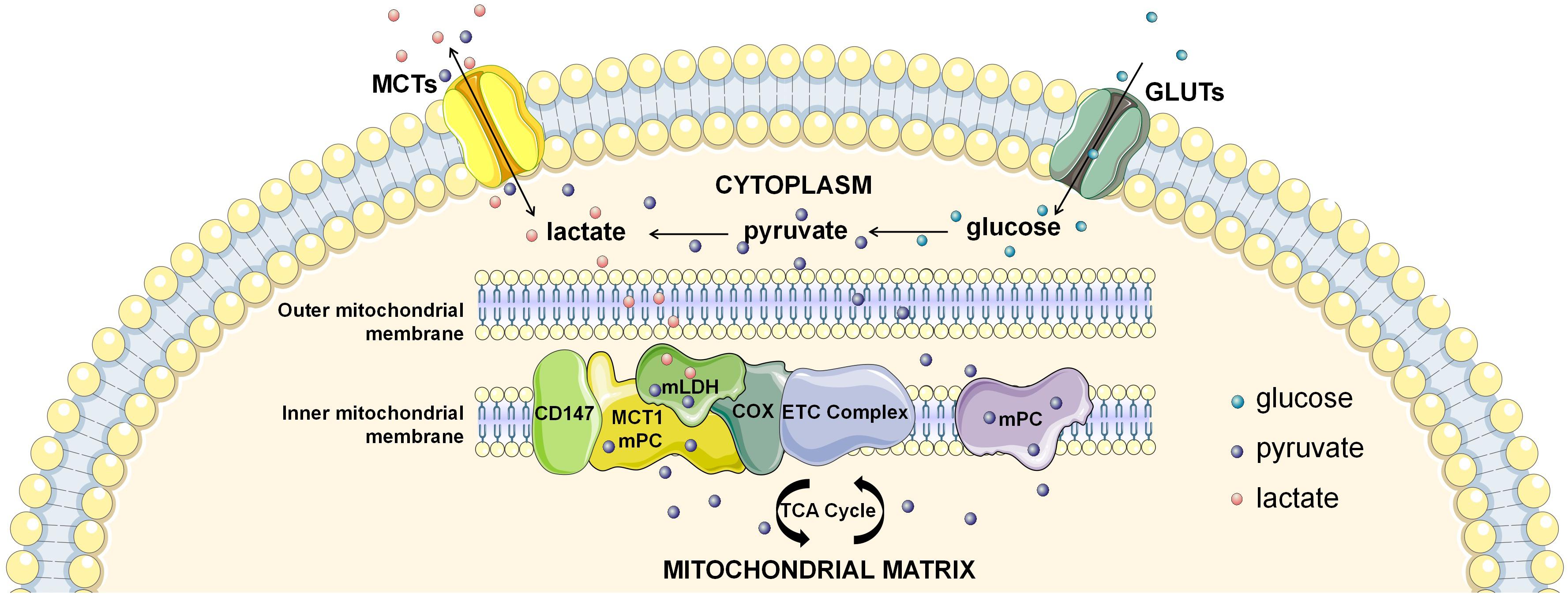 Frontiers Lactate And Myocadiac Energy Metabolism Physiology Frontiers Lactate And Myocadiac Energy Metabolism Physiology