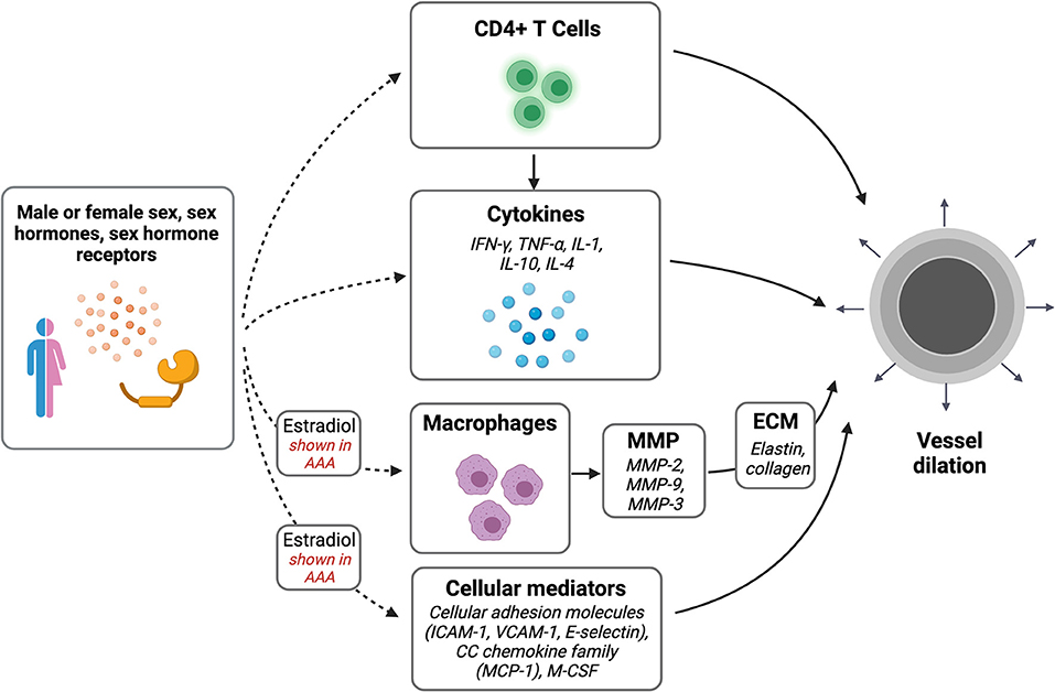 Frontiers Sex Differences In Inflammation During Venous Remodeling Of