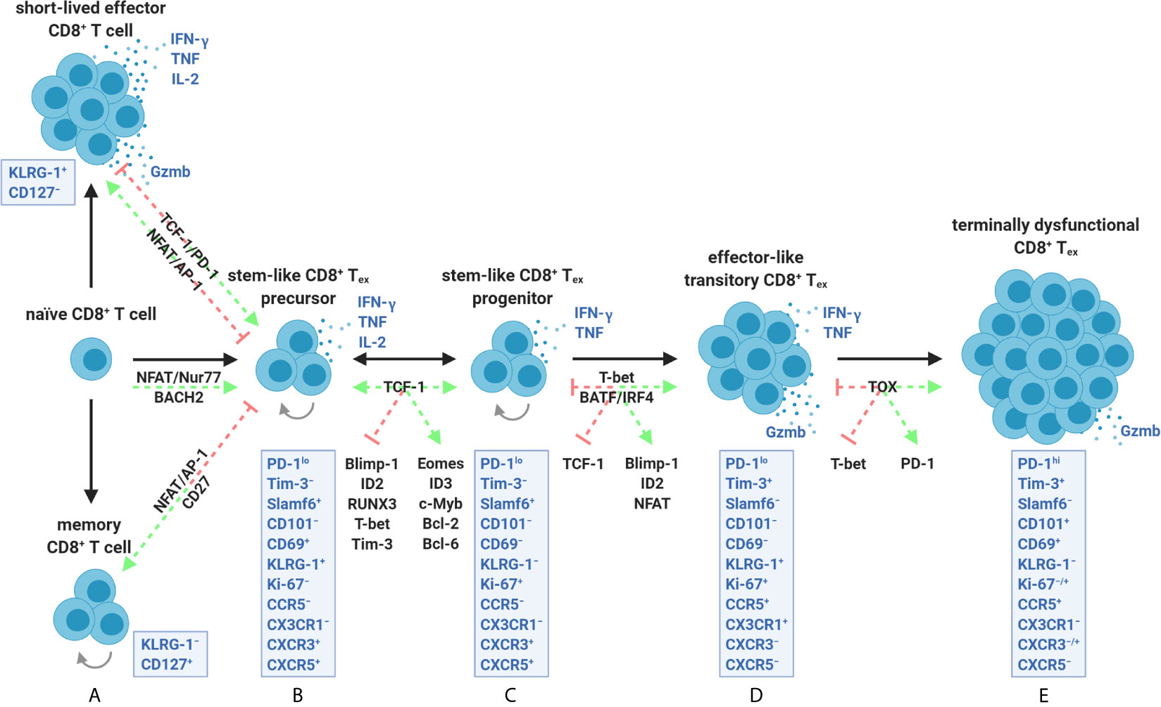 Frontiers  The development of CD8 T-cell exhaustion heterogeneity and the  therapeutic potentials in cancer