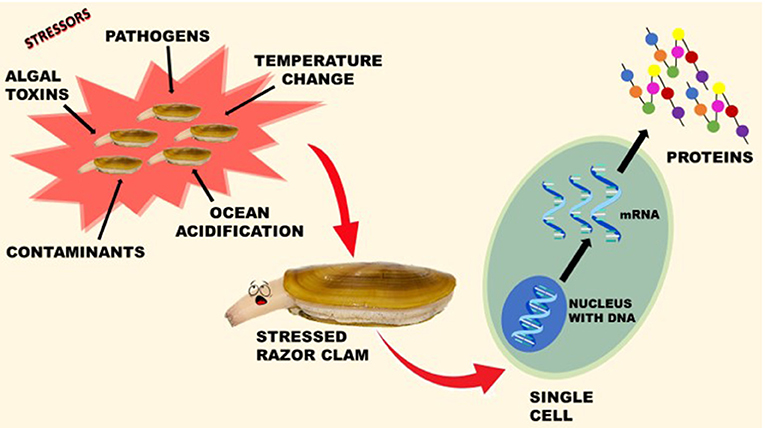 Figure 2 - A razor clam can be stressed by many things.