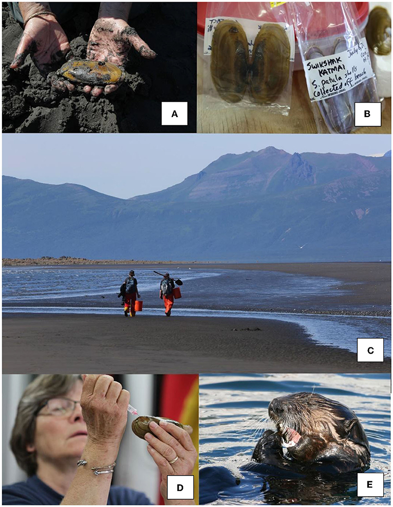 Figure 3 - (A) Pacific razor clam after recently being dug.