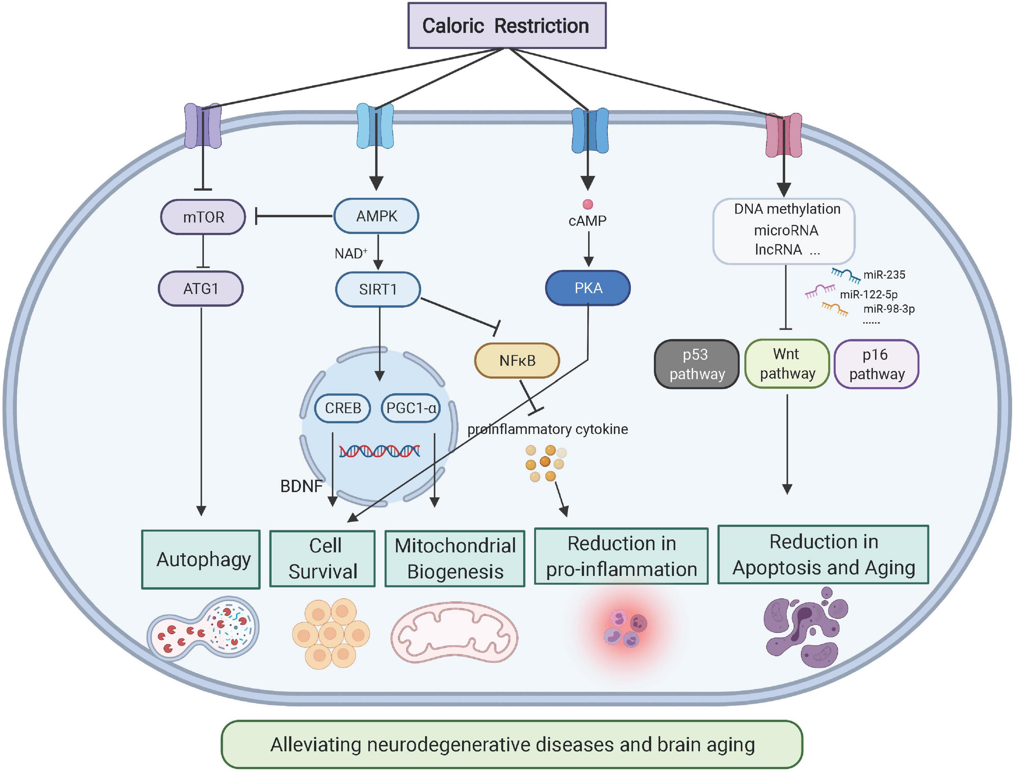 Frontiers Beneficial Effects On Brain Micro Environment By Caloric Restriction In Alleviating Neurodegenerative Diseases And Brain Aging Physiology