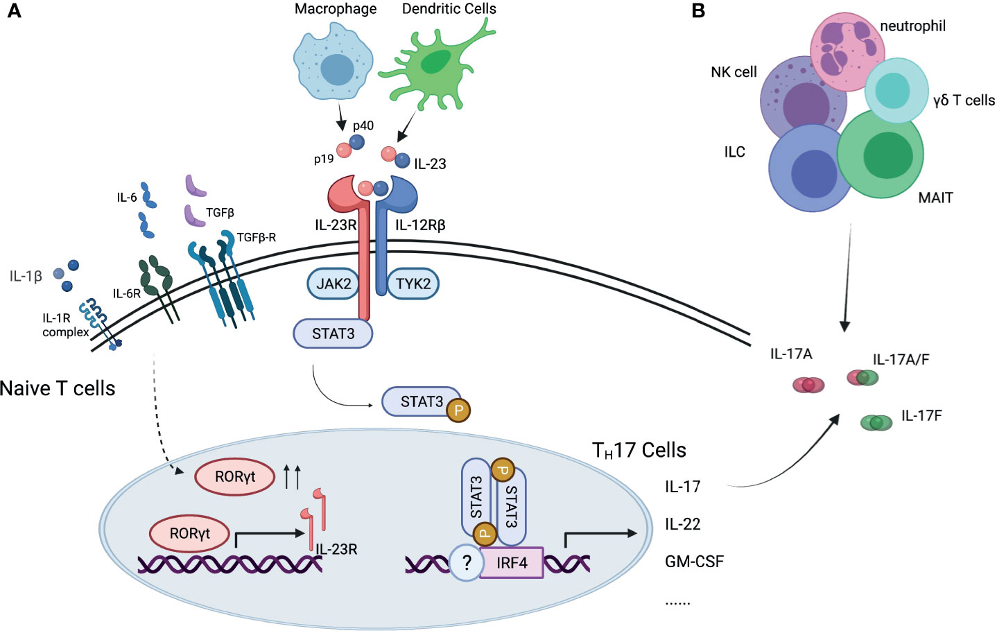 Frontiers Targeting The Interleukin 23 Interleukin 17 Inflammatory Pathway Successes And Failures In The Treatment Of Axial Spondyloarthritis Immunology