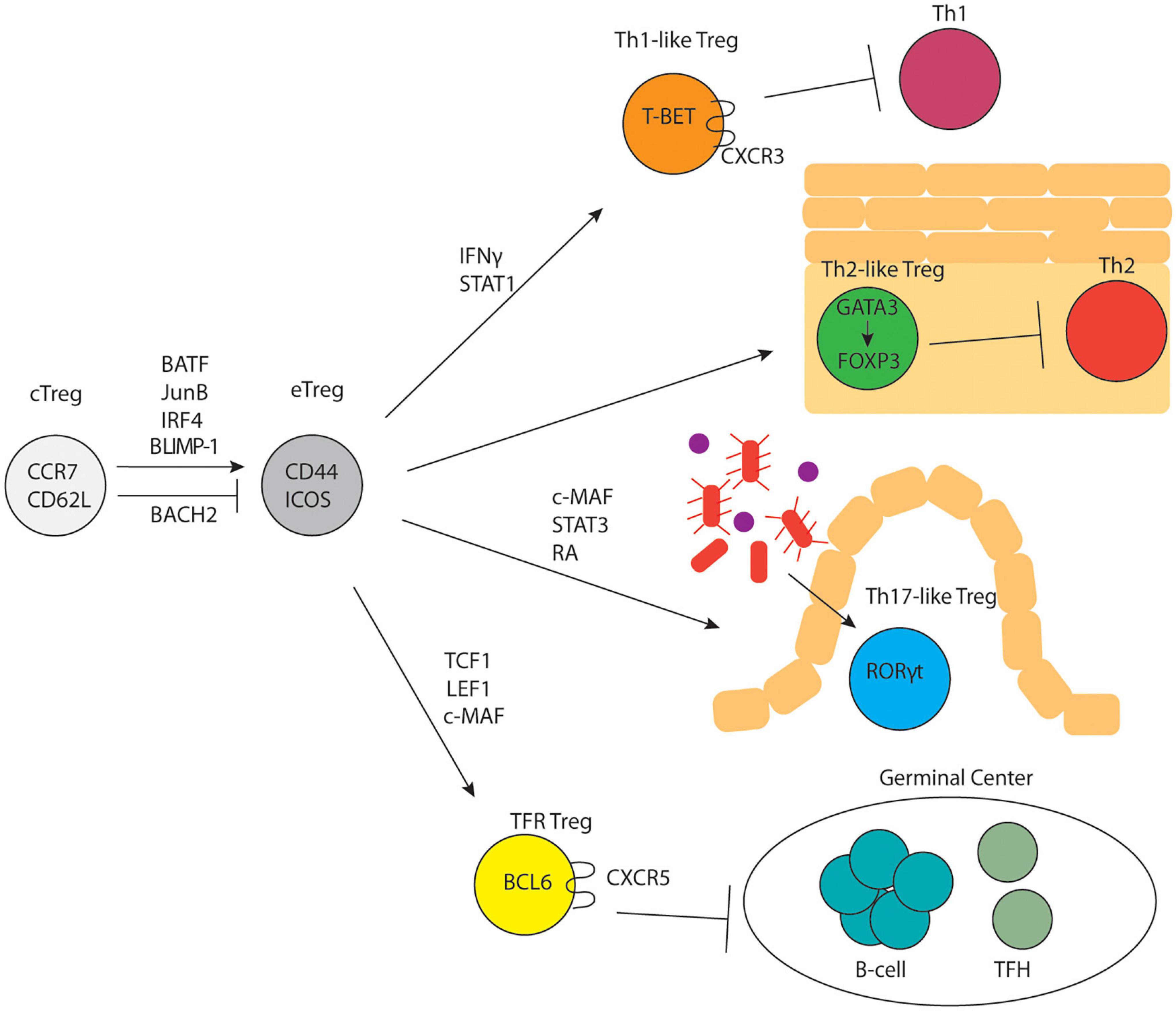 Frontiers  Splenic protection network revealed by transcriptome