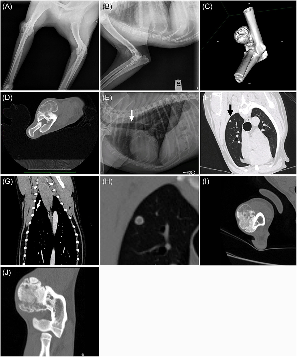 how long does a dog with osteosarcoma live