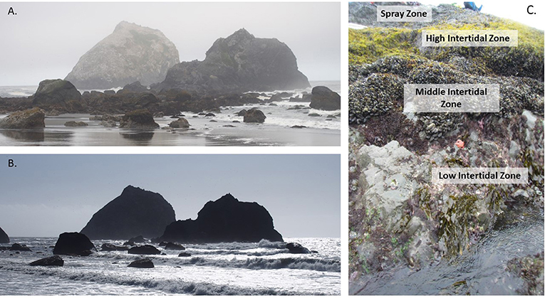 Figure 1 - An intertidal site in Northern California (United States).