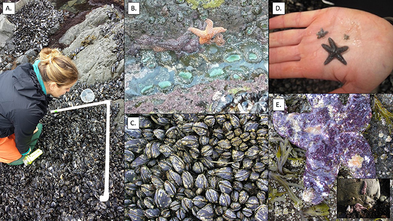 Figure 2 - (A) A researcher measuring mussel beds.