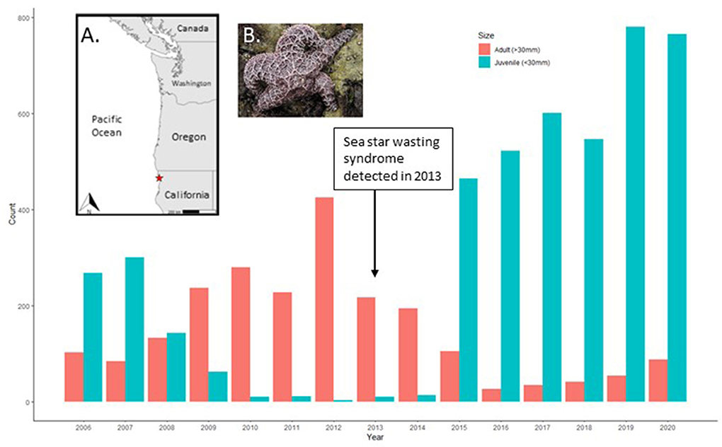 Figure 3 - After detection of sea star wasting syndrome in 2013, adult sea stars declined (red), followed by a large rise in juvenile (baby) sea stars 2 years later (blue).