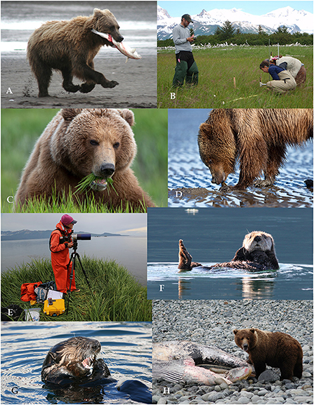 Bears in Alaska's Hallo Bay Are Changing What They Eat