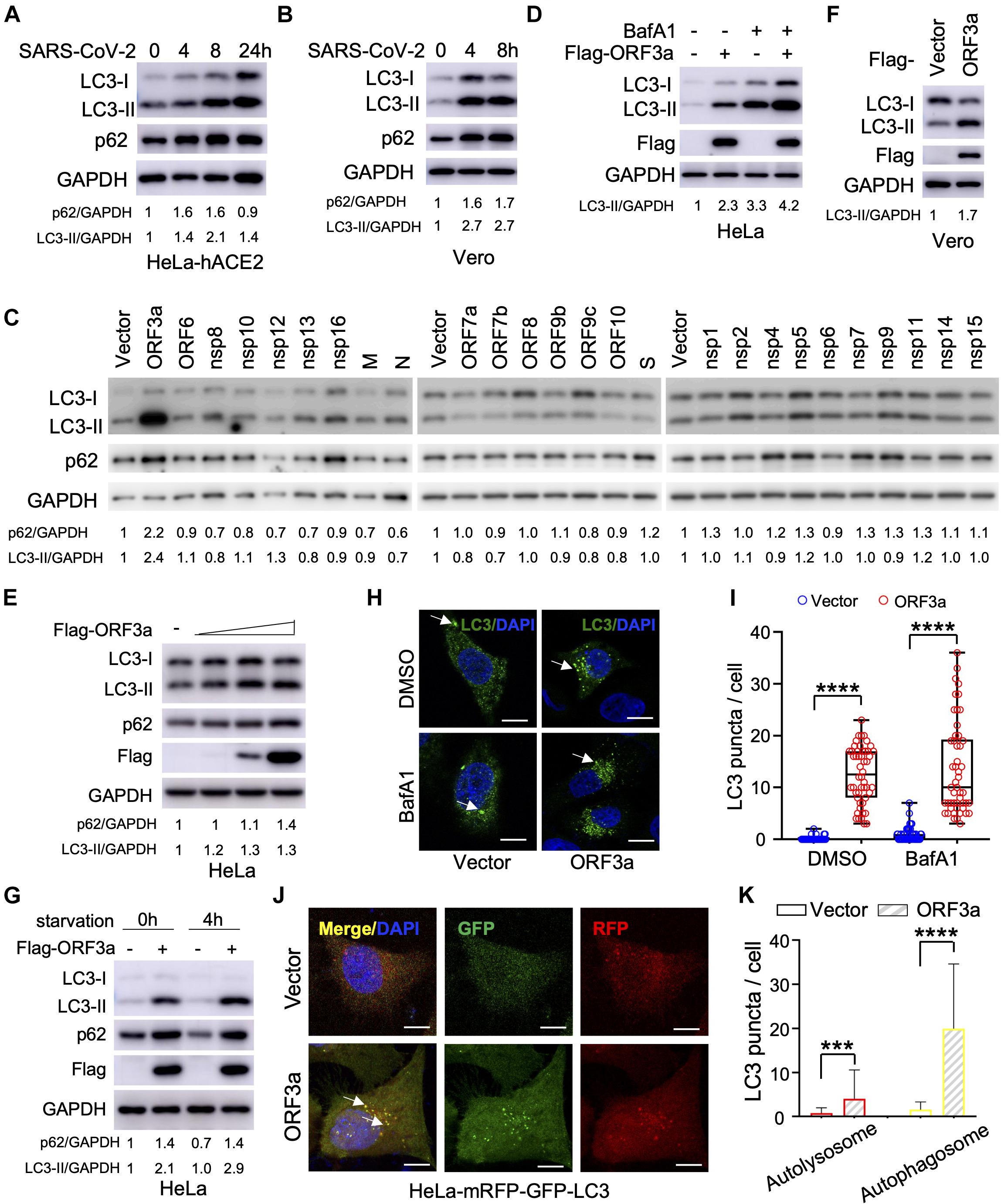 Frontiers  Understanding the Role of SARS-CoV-2 ORF3a in Viral