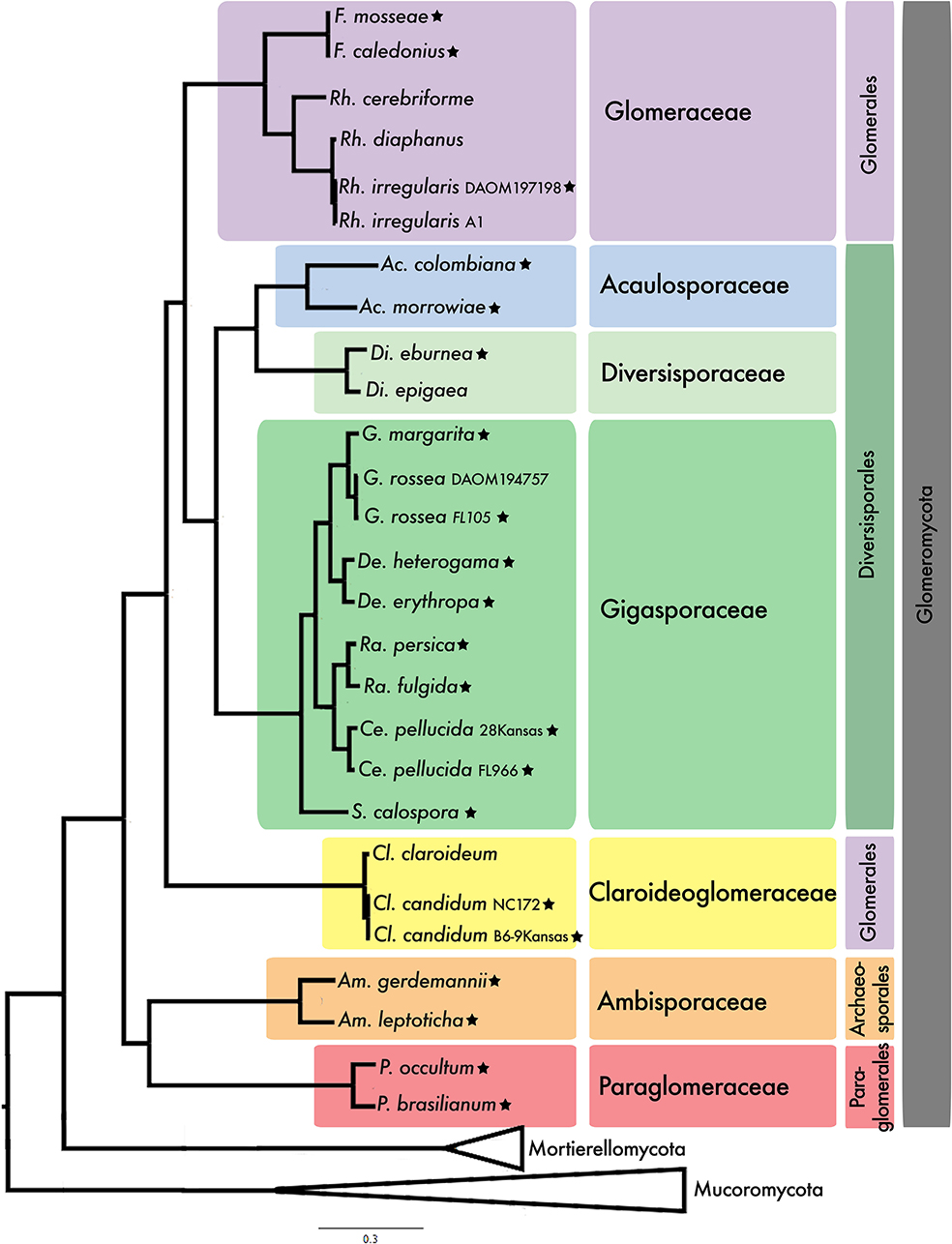 In-depth Phylogenomic Analysis of Arbuscular Mycorrhizal Fungi Based on a Comprehensive Set of de novo Genome Assemblies
