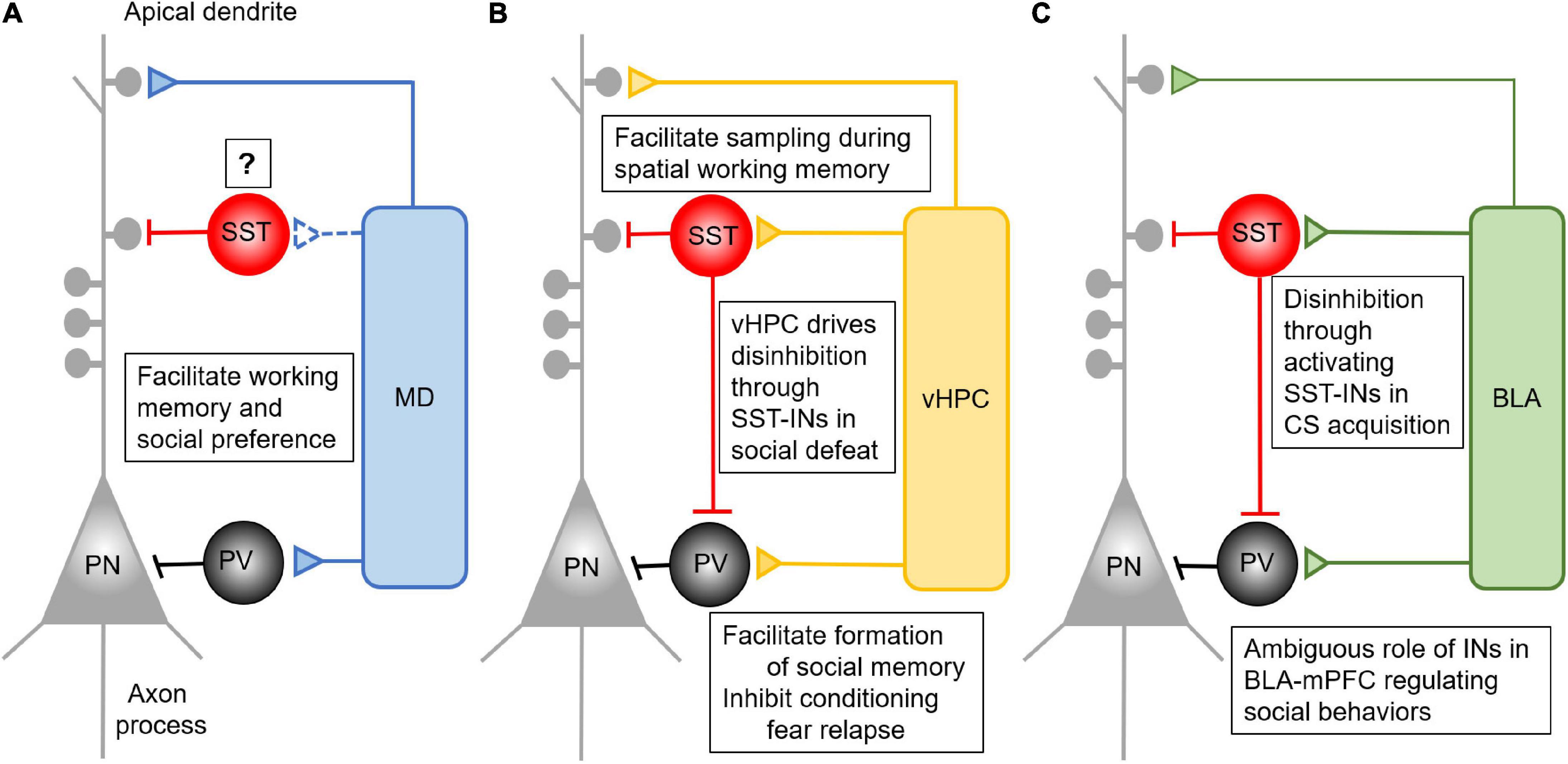 Basolateral amygdala activation enhances object recognition memory by  inhibiting anterior insular cortex activity