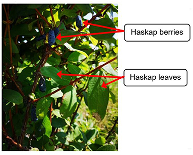 Figure 1 - Haskap plants have dark blue berries and lots of green leaves.