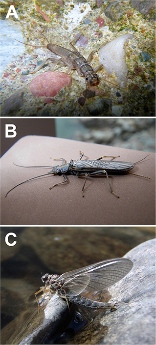 Figure 1 - (A) A stonefly larva (about 3 cm long) on the bottom of a stream in Glacier National Park (Montana).