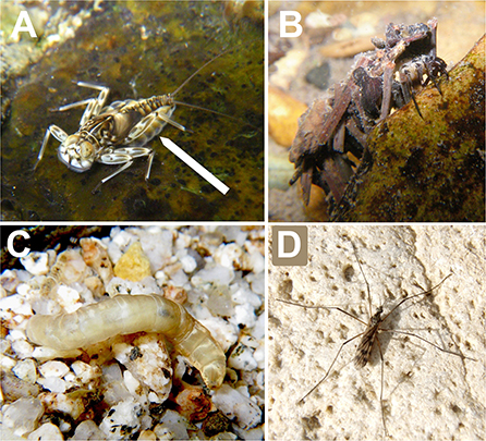 Figure 2 - (A) A streamlined mayfly larva (about 2 cm long).