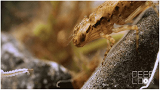 Figure 3 - A dragonfly larva (right, about 4 cm long) catches and eats a mosquito larva (left, about 1 cm long) using its special spring-loaded jaw.
