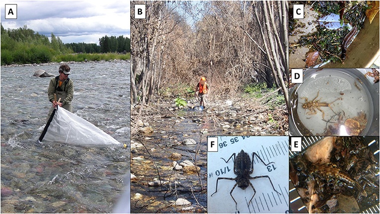 Figure 1 - (A) A National Park Service scientist collects invertebrates from a pristine stream in Glacier National Park, and (B) from Whiskeytown National Recreation Area immediately after a large wildfire.
