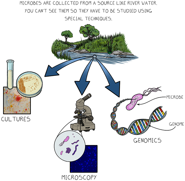Figure 1 - Because microbes are so small, we need special ways to study them.