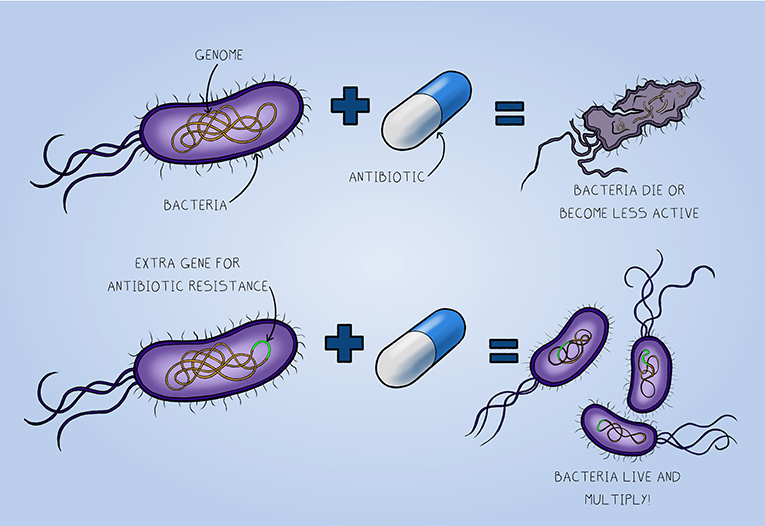 Figure 2 - Antibiotics are designed to kill bacteria or inhibit their growth.