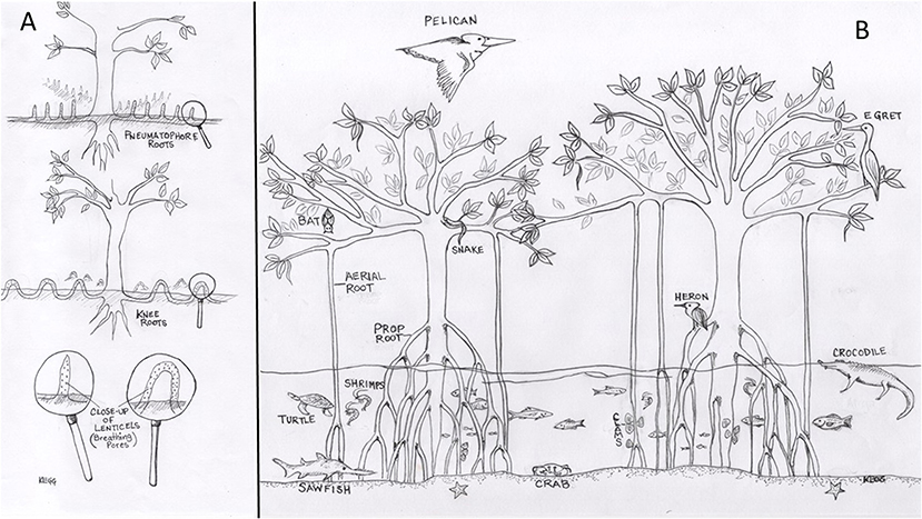 Figure 1 - (A) Mangrove pneumatophores and knee roots, and a close-up of the lenticels (breathing pores) found on mangrove roots.