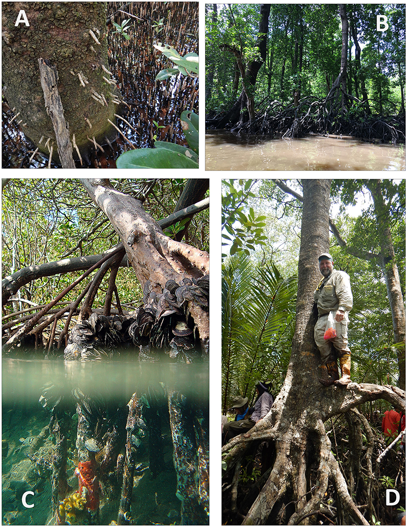 Figure 2 - (A) Large black mangrove tree with numerous pneumatophores and adventurous roots coming out of the trunk, Biscayne National Park (Photograph credit: Kevin Whelan).
