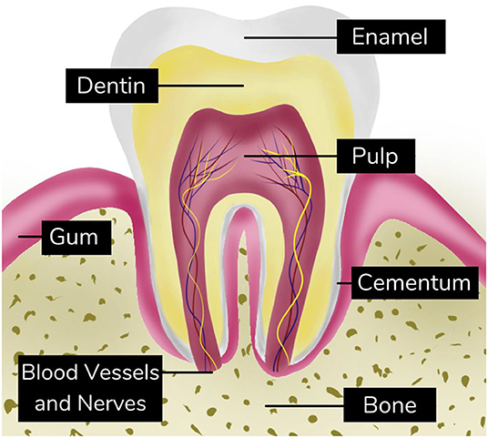 Figure 1 - Tissues that make up the teeth.