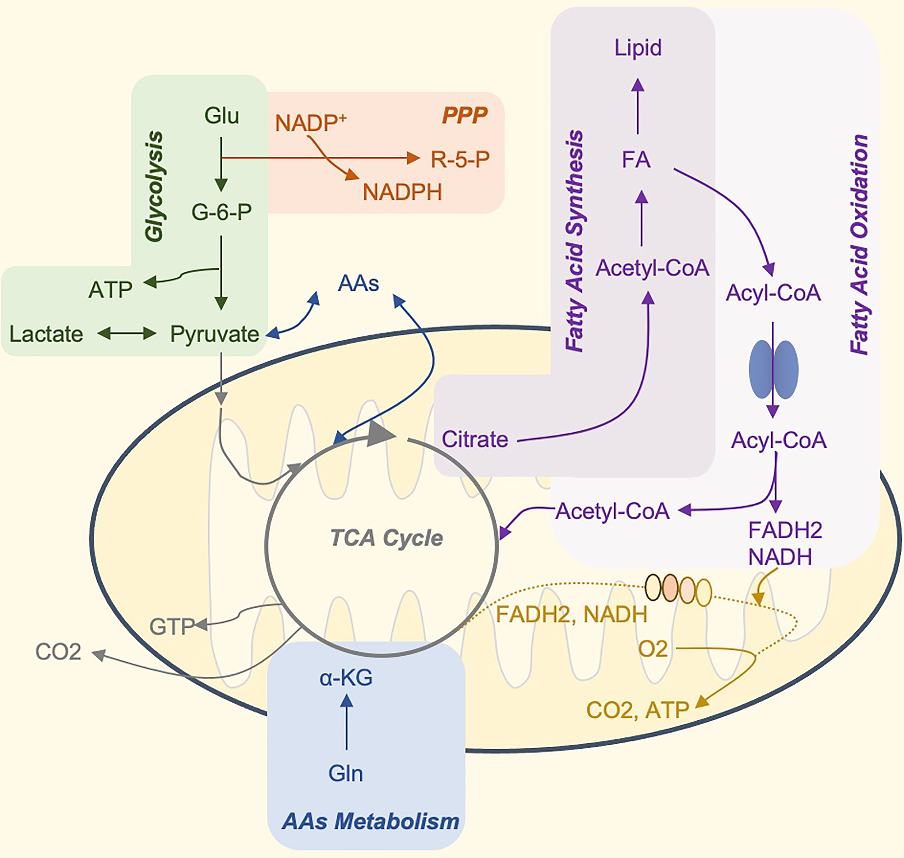 Frontiers | metabolic reprogramming of immune cells at the maternal