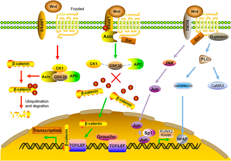 Romosozumab australia