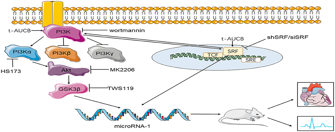 https://www.frontiersin.org/files/Articles/717119/fphys-12-717119-HTML/image_m/fphys-12-717119-g005.jpg