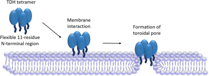 Membrane binding of pore-forming γ-hemolysin components studied at